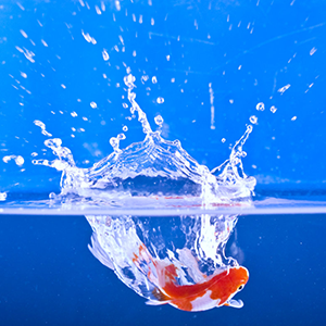 Acqua-ecologia